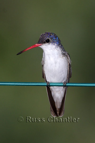 Violet-crowned Hummingbird © Russ Chantler